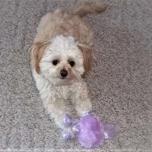 Meet your Posher, Linda